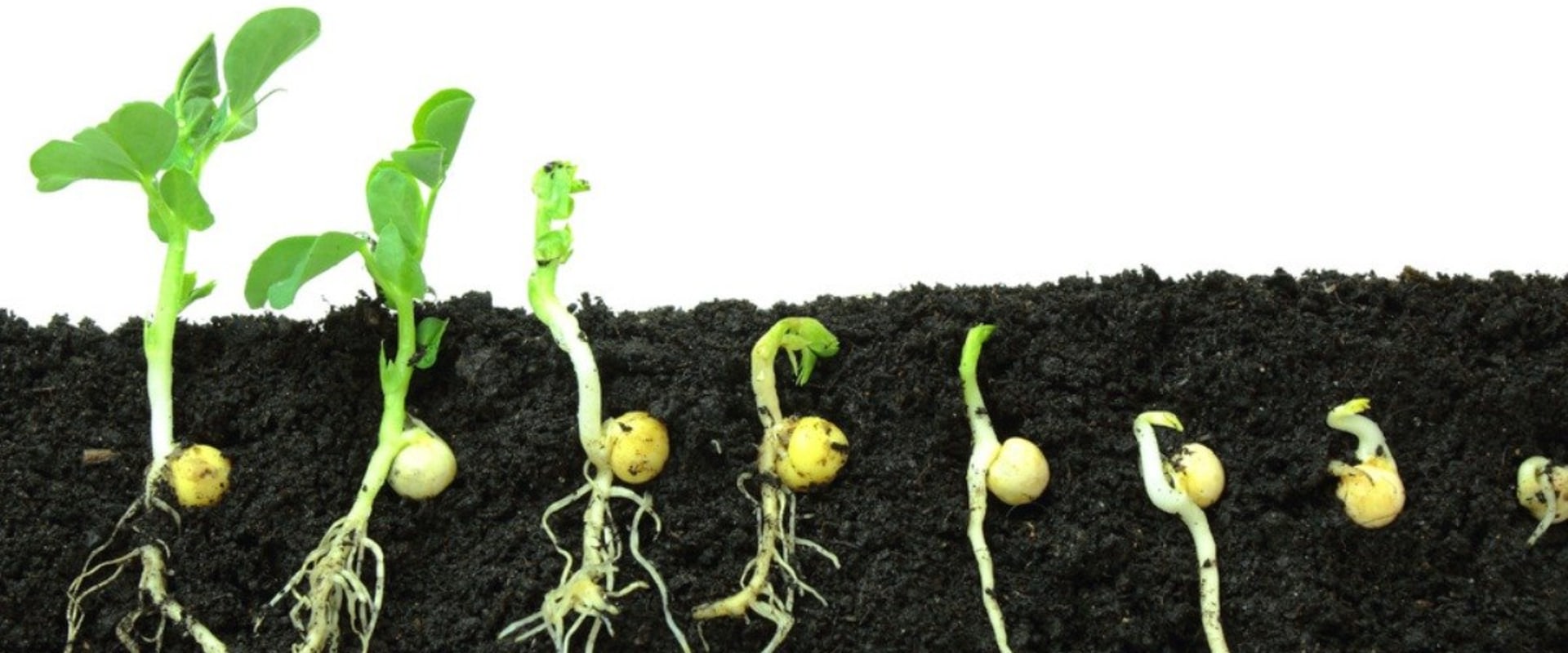 Everything You Need to Know About Seeding and Planting