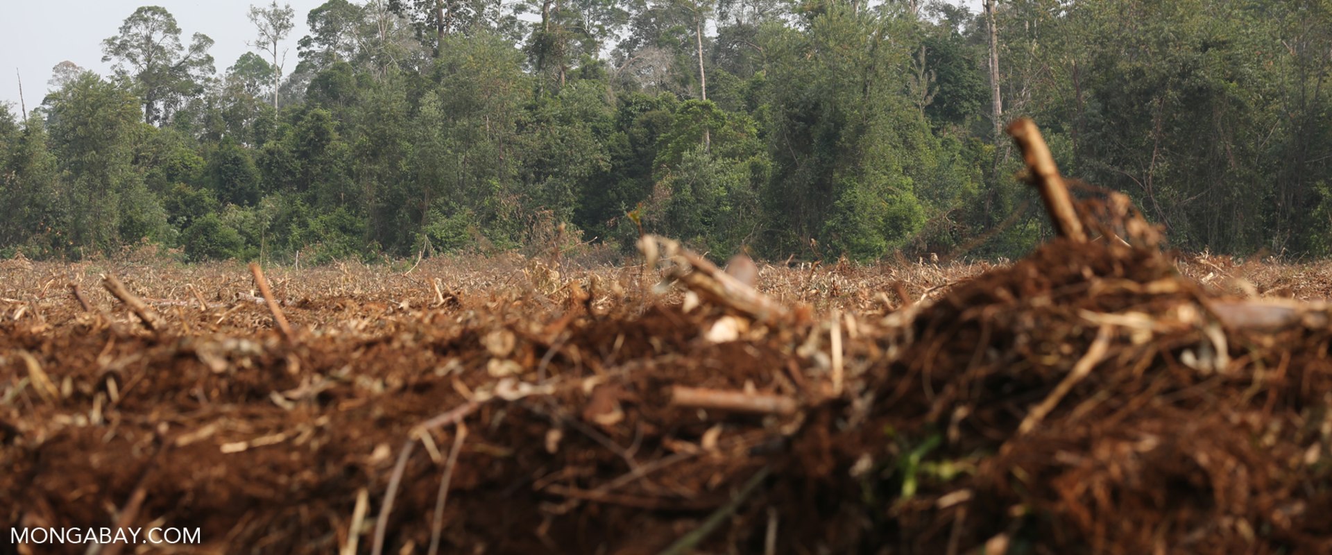 Land Clearing: An Overview of Uses and Benefits