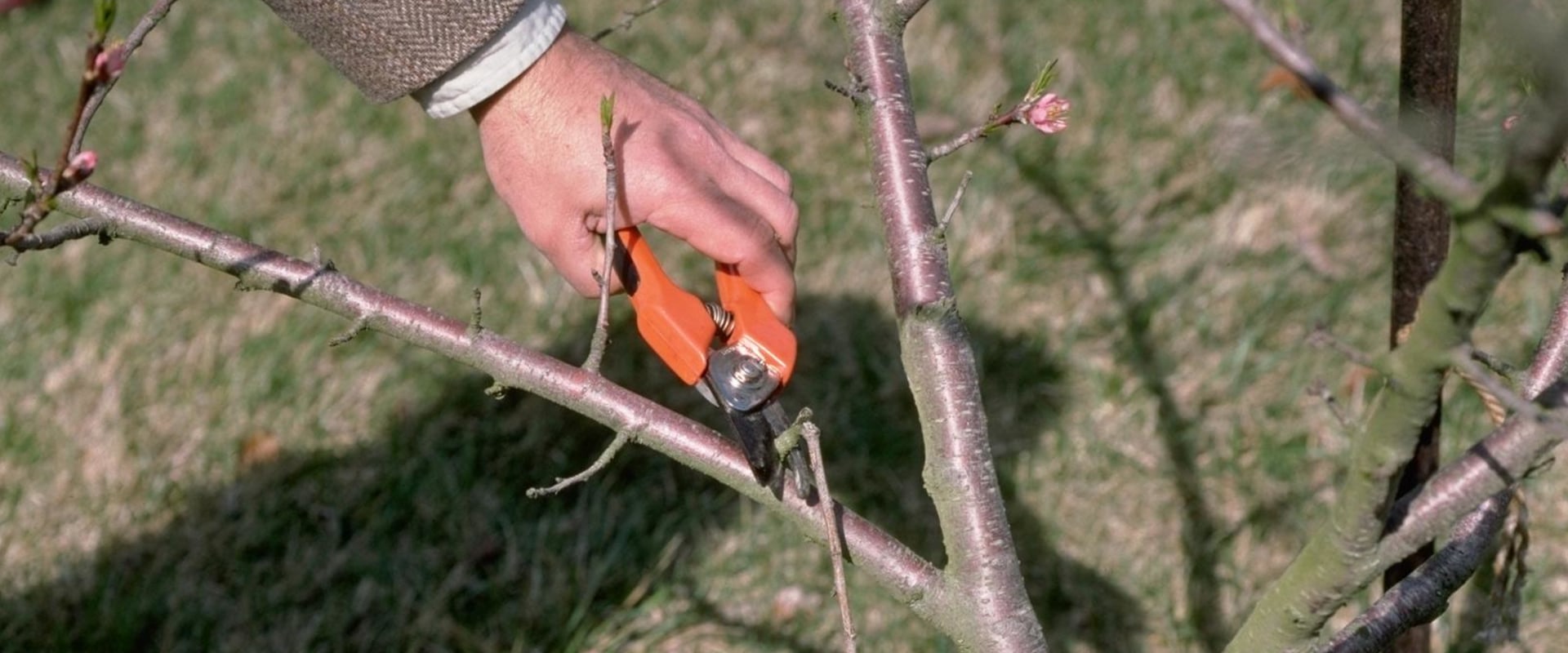 Thinning and Pruning Trees: A Comprehensive Overview