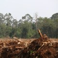 Land Clearing: An Overview of Uses and Benefits