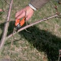 Thinning and Pruning Trees: A Comprehensive Overview