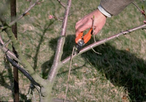 Thinning and Pruning Trees: A Comprehensive Overview